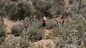 Fanatik Yahudi Yerleşimciler Filistinlilere Ait Onlarca Zeytin Ağacını Söktü