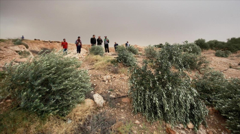 Fanatik Yahudi Yerleşimciler Filistinlilere Ait 60 Zeytin Ağacını Söktü