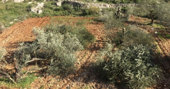 Yahudi Yerleşimciler, Ramallah’ta 300 Zeytin Ağacını Tahrip Etti