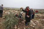 Olive Tree Harvest Season... Roots that Link Palestinians to the Land